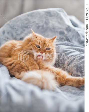 Ginger cat is licking it's fur in bed. Fluffy pet has a rest on duvet. Cute domestic animal cleans it's fur on blanket with comfort. 117912402