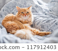 Ginger cat is lying in bed. Fluffy pet has a rest on duvet. Cute domestic animal lies on blanket with comfort. 117912403