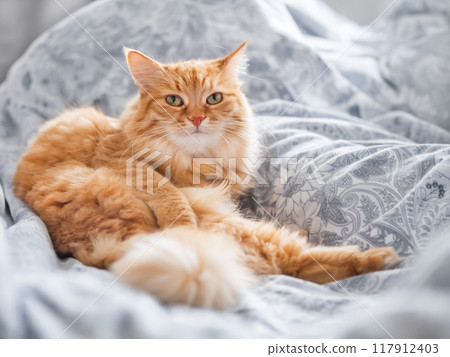 Ginger cat is lying in bed. Fluffy pet has a rest on duvet. Cute domestic animal lies on blanket with comfort. 117912403