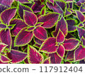 Multicolored leaves of Coleus also known as spurflower, flybush, hedgehog flower and hullwort. Full frame of colorful plants. 117912404