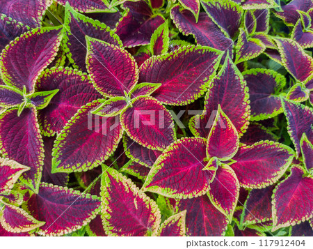 Multicolored leaves of Coleus also known as spurflower, flybush, hedgehog flower and hullwort. Full frame of colorful plants. 117912404