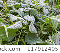 Morning hoarfrost on green leaves of nettle. First frost at fall season. Late autumn in forest. 117912405