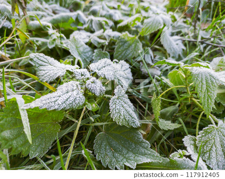 Morning hoarfrost on green leaves of nettle. First frost at fall season. Late autumn in forest. 117912405