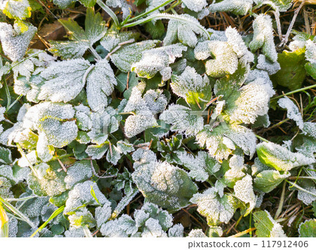 Morning hoarfrost on green leaves of nettle. Top view on first frost at fall season. Late autumn in forest. 117912406