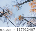 Bottom view on birch trees with golden autumn leaves on clear blue sky background. Colorful foliage of autumn forest. Fall season in wood. 117912407