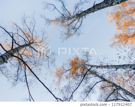 Bottom view on birch trees with golden autumn leaves on clear blue sky background. Colorful foliage of autumn forest. Fall season in wood. 117912407