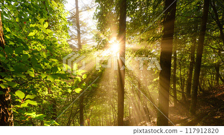 Light shining through the trees (Odake, Yamanashi Prefecture) Light shining through the trees (Odake, Yamanashi Prefecture) 117912820