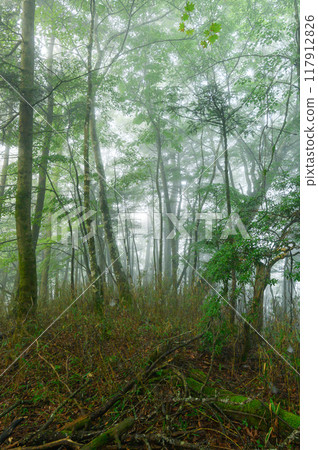 在黑暗的森林/山中迷路的形象(山梨縣大岳) 在黑暗的森林/山中迷路的形象(山梨縣大岳) 117912826