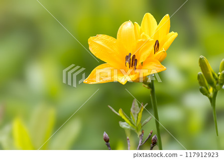 Nikko Kishge of the Plateau 117912923