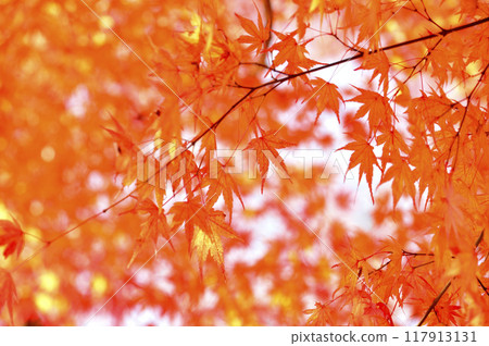 秋天的景色 117913131