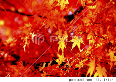 Autumn scenery Autumn scenery 117913142