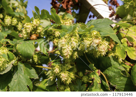 作為啤酒原料具有良好香氣的啤酒花 作為啤酒原料具有良好香氣的啤酒花 117913446