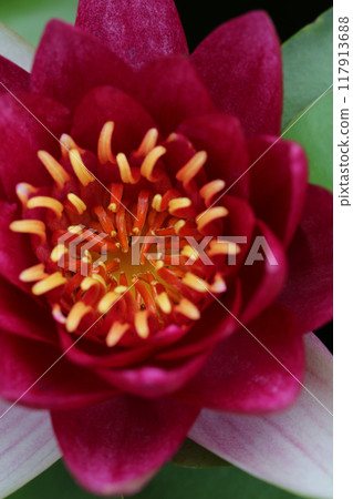 睡蓮鮮花 睡蓮鮮花 117913688