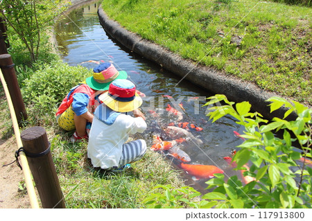 A child giving food to a carp A child giving food to a carp 117913800