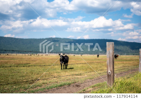 Cattle free grazing in open flats outside of Fort Klamath , Oregon 117914114