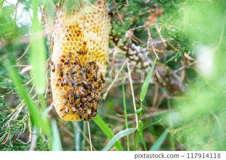 Honey bee hive being constructed on a tree branch in the wild. Honey bee hive being constructed on a tree branch in the wild. 117914118