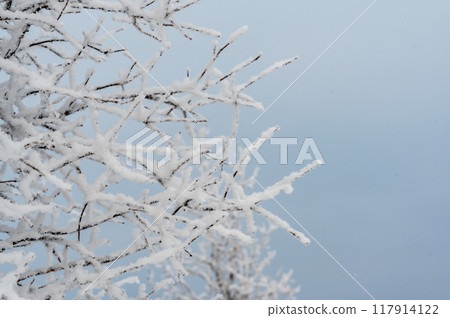 Frost covered branches against a dull blue winter sky 117914122