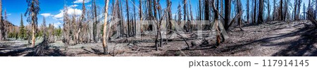 Panoramic view of forest fire effect on coniferous trees in Lassen Volcanic National Park. Panoramic view of forest fire effect on coniferous trees in Lassen Volcanic National Park. 117914145