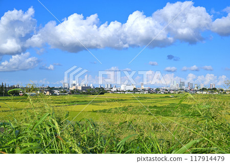 Blue sky and white clouds, city and rice fields, Saitama New Urban Center area 117914479
