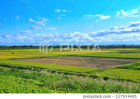 Rice fields waiting to be harvested, cityscape in the distance, scenery near Yuhigaoka Rice fields waiting to be harvested, cityscape in the distance, scenery near Yuhigaoka 117914485
