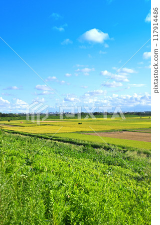 Rice fields waiting to be harvested, cityscape in the distance, scenery near Yuhigaoka 117914486