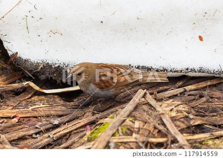 初夏的立山黑部阿爾卑斯山路線、積雪的室堂平、皮藥栗 117914559