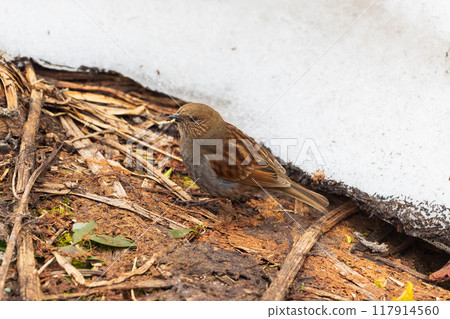 Early summer on the Tateyama Kurobe Alpine Route: Murododaira with snow still remaining, Kayakuri Early summer on the Tateyama Kurobe Alpine Route: Murododaira with snow still remaining, Kayakuri 117914560