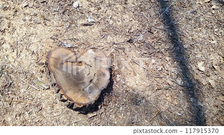 heart-shaped tree stump 117915370