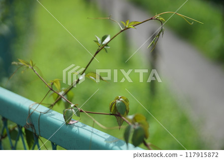 A long, vine-like plant 117915872
