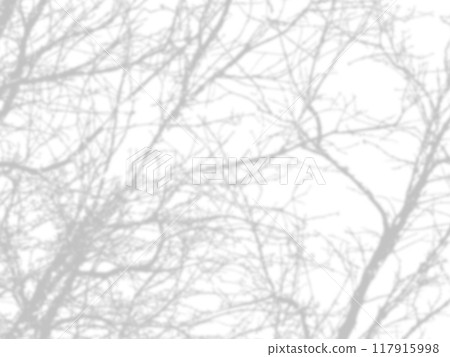 shadow of the tree branches that no leaves on white wall 117915998