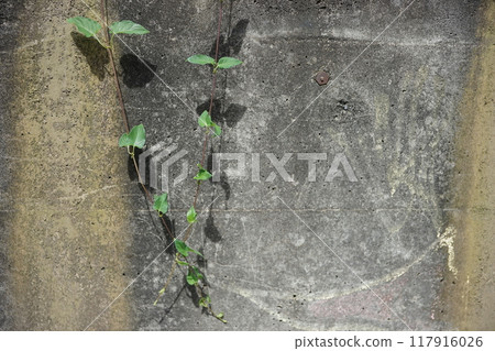 混凝土上生長的雜草 117916026