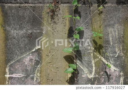 生長在混凝土牆上的植物 生長在混凝土牆上的植物 117916027