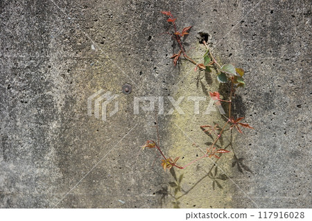 植物在混凝土裂縫中生長 植物在混凝土裂縫中生長 117916028