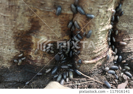 Mass outbreak of pillbugs Mass outbreak of pillbugs 117916141