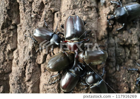 昆蟲在汁液中成群結隊 117916269