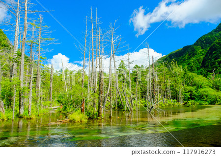 Dakezawa Marsh and Dead Trees 117916273