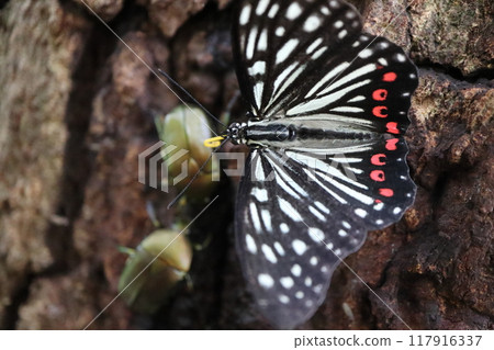 昆蟲在汁液中成群結隊 117916337
