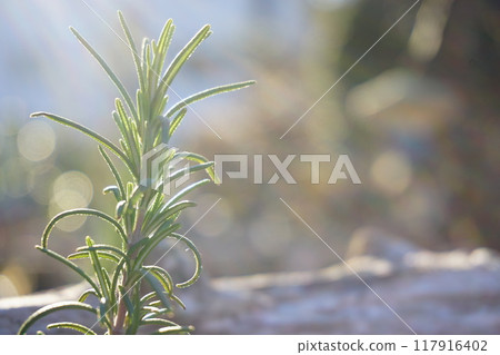 Herbs Herbs 117916402