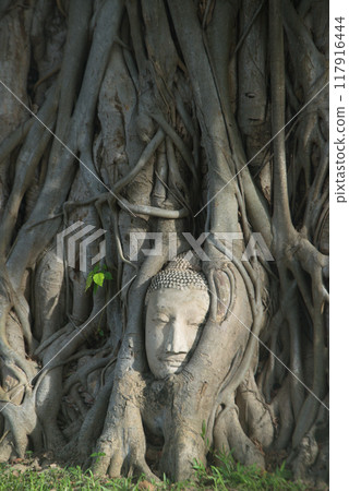 Famous Buddha head in tree roots at Wat Mahathat is considered a very important temple is Unesco World Heritage Site in Ayutthaya Historical Park in Thailand. Famous Buddha head in tree roots at Wat Mahathat is considered a very important temple is Unesco World Heritage Site in Ayutthaya Historical Park in Thailand. 117916444