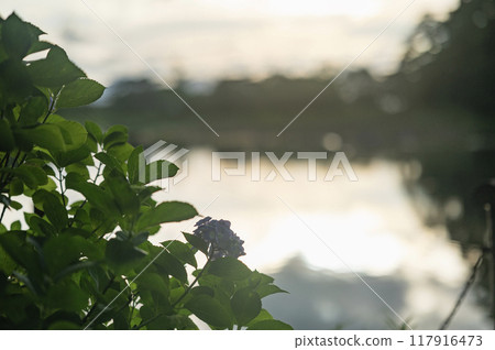 黃昏的繡球花（矢吹町/大池公園） 117916473
