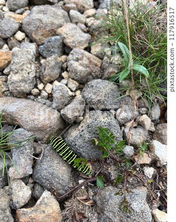 A swallowtail butterfly larva found on the summit of Mt. Zao A swallowtail butterfly larva found on the summit of Mt. Zao 117916517