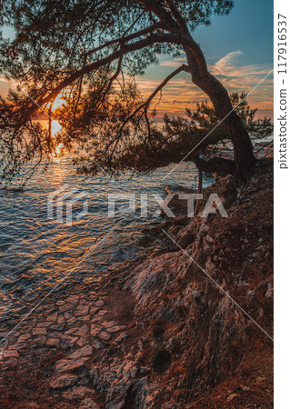Sunset on the coast under pine trees 117916537