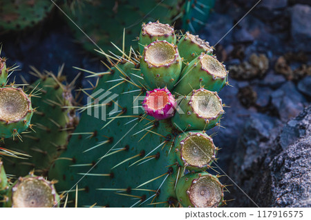 Croatia close up Beaver Tail Cactus in Bloom 117916575