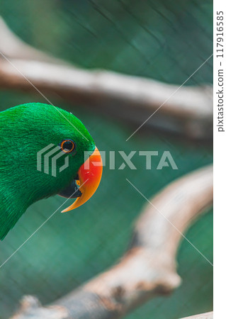 Green Eclectus parrot with orange beak 117916585