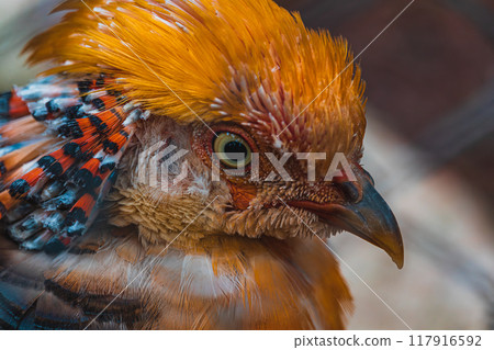 Chrysolophus pictus, Golden pheasant beautiful bird with very colorful 117916592