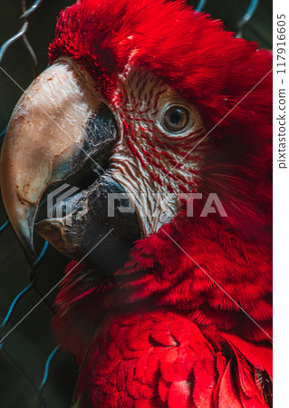 portrait of red macaw parrot at the Papago Park 117916605