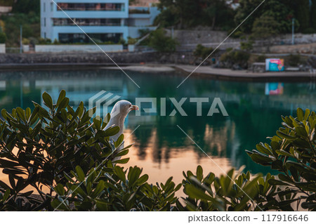 Krk Croatia A seagull is standing behind the green leaves of a tree in the park Krk Croatia A seagull is standing behind the green leaves of a tree in the park 117916646