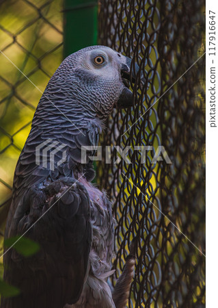 A beautiful animal portrait of an African Grey Parrot A Psittacus Erithacus A beautiful animal portrait of an African Grey Parrot A Psittacus Erithacus 117916647