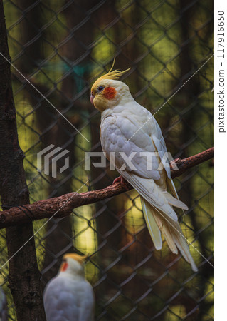 Sulphur crested Cockatoo Cacatua galerita 117916650