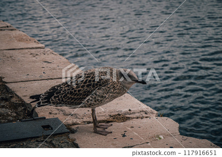 A large seagull stands frowning at the edge of the quay in the port of Rijeka 117916651